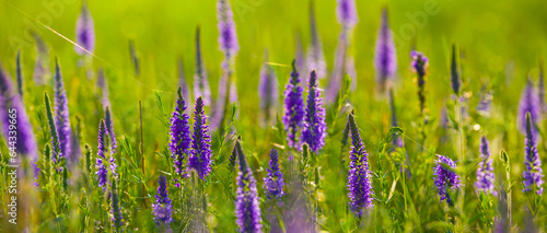 closeup wild flowers in green prairie  beautiful summer outdoor scene