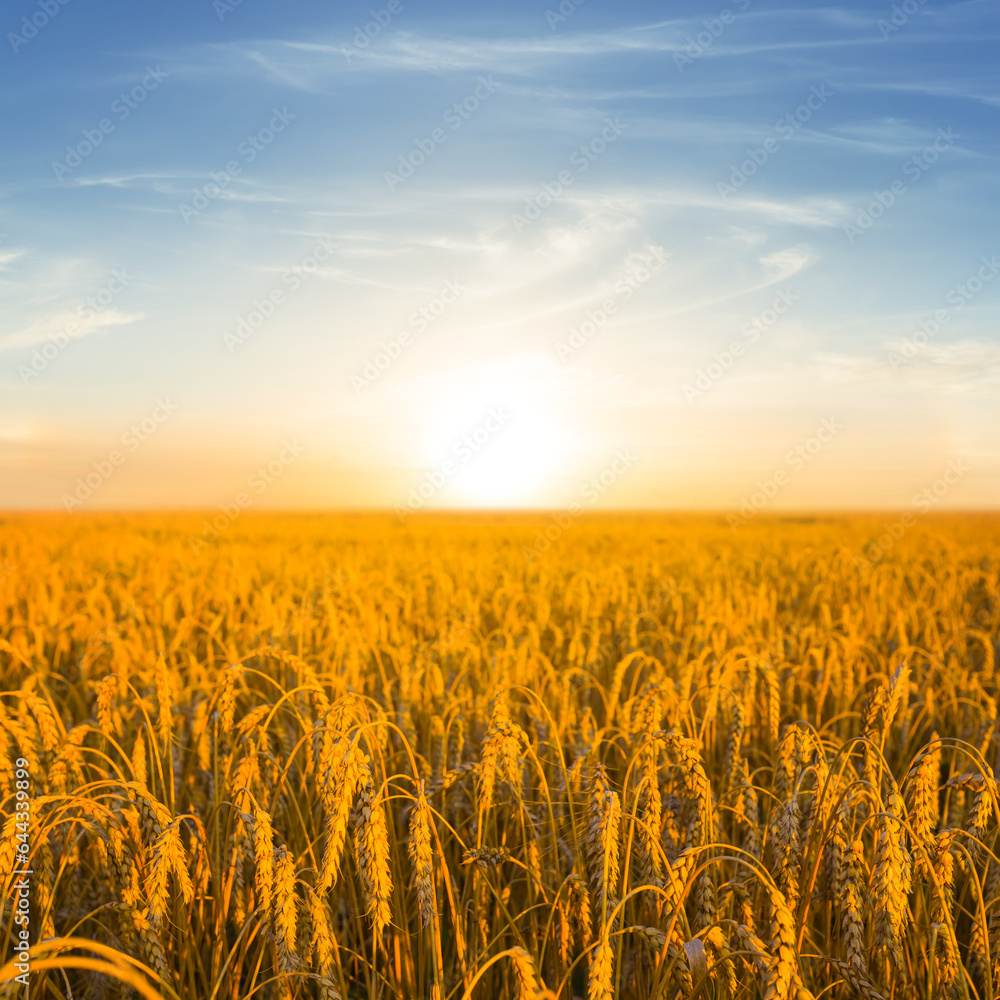 closeup golden wheat field at the sunset, beautiful summer agricultural scene