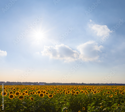 golden sunflower field under sparkle sun, summer agricultural industry scene