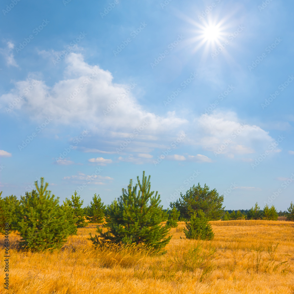 Fototapeta premium small pine tree grove among prairie under sparkle sun