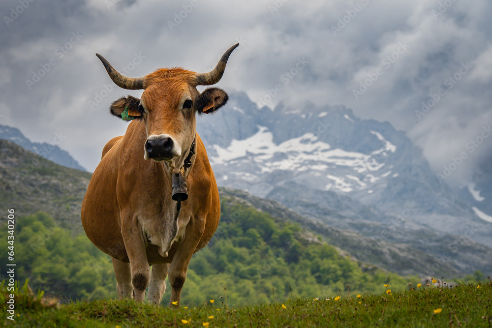 Cow grazing on grass in the Picos de Europa in northern Spain