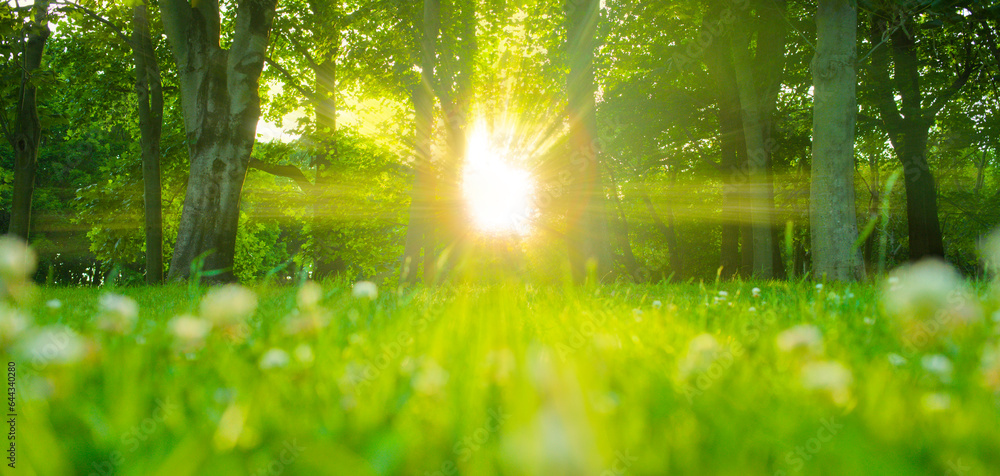 Obraz premium Sunshine Forest with flowers