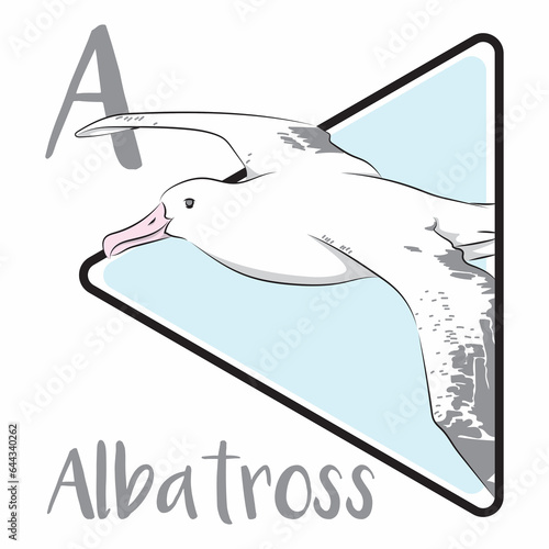 albatross flying over the blue ocean photo