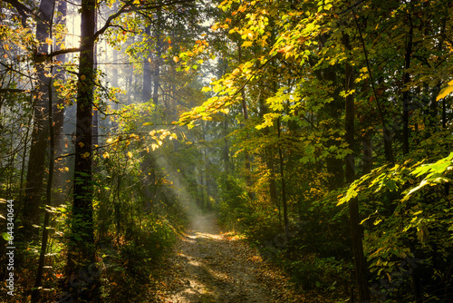 Jesienny poranek w lesie. Promienie słoneczne.