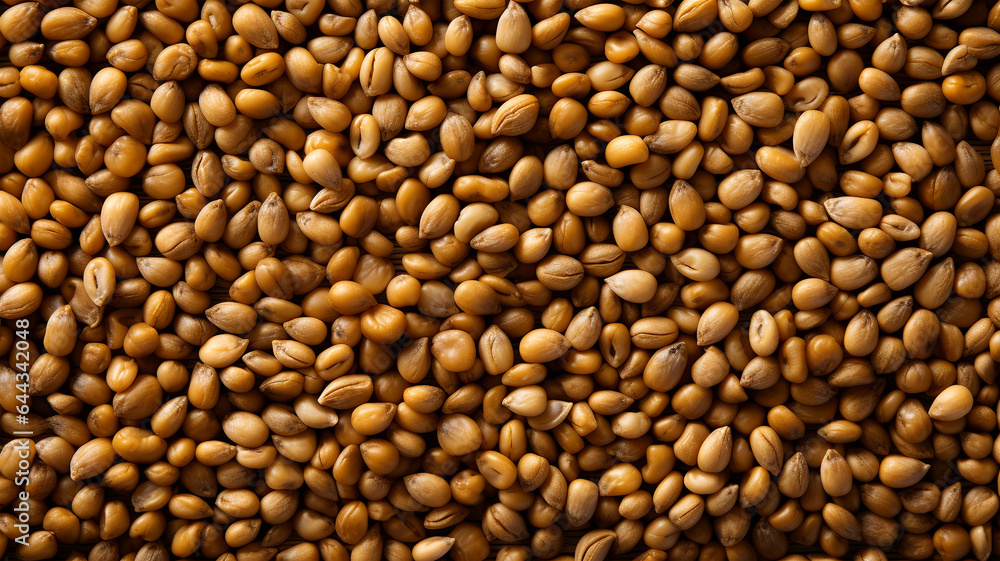 Fields of Gold: A Beautiful Background with Ears of Wheat and Grains, the Essence of Harvest Fields of Gold: A Beautiful Background with Ears of Wheat and Grains, the Essence of Harvest