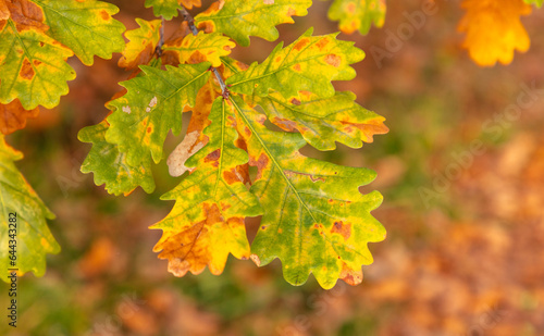 Autumn oak leaves in the park. Nature.