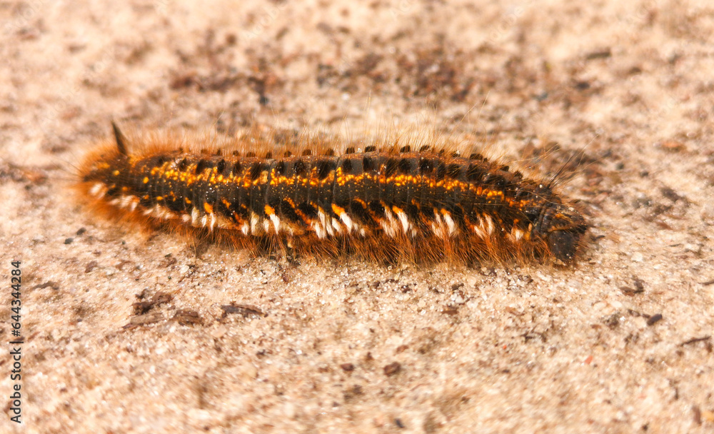 The caterpillar crawls on the ground. Macro The caterpillar crawls on the ground. Macro
