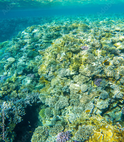 Coral reef under sea water.