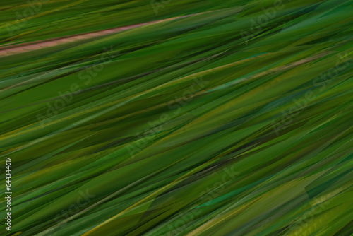 Green yellow bamboo tropics plants abstract background. Color gradient, ombre.Light Glow.grungy texture.3D rendering. © ARVD73