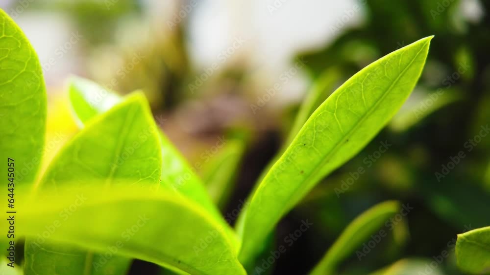 Dynamic timelapse captures close-up shots of tropical plant leaves during daytime, with other plants in the background. Dynamic timelapse captures close-up shots of tropical plant leaves during daytime, with other plants in the background.