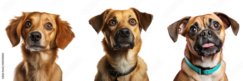 Interested cute dog transparent background