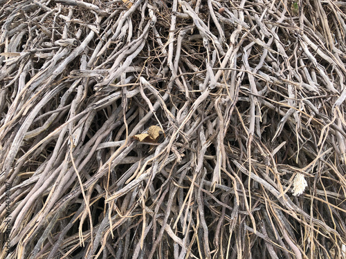 A jumble of palm tree roots