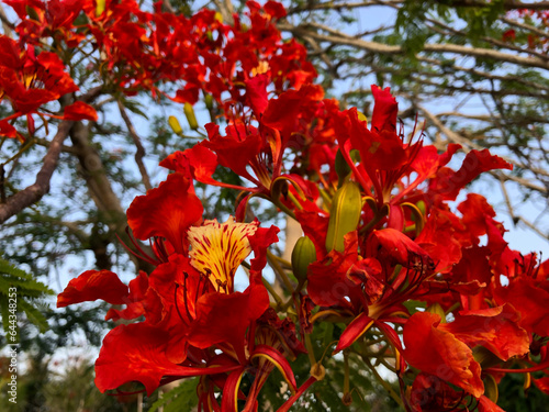 Bilde på lerret Flamboyant tree in bloom