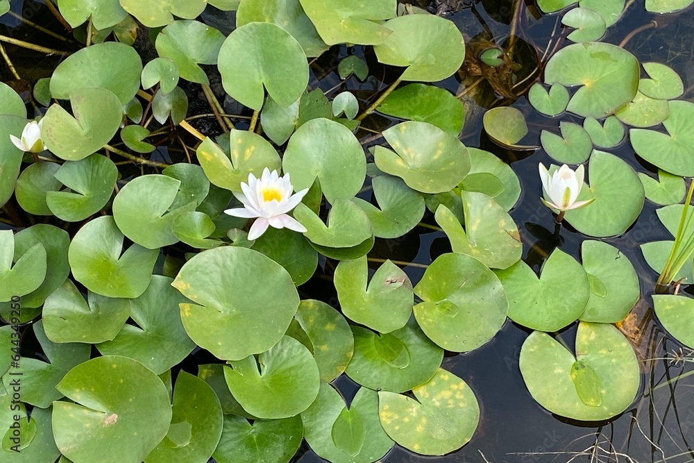 Beautiful water Lily flowers and leaves Beautiful water Lily flowers and leaves
