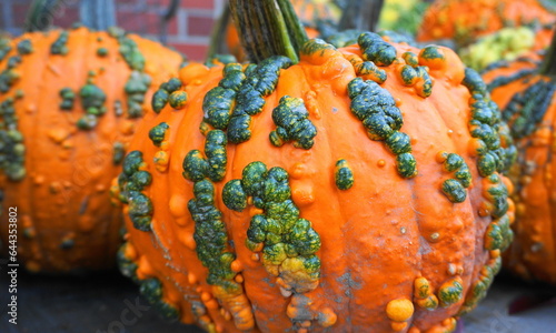 Cuadro en lienzo Warty Goblin - a hard shell pumpkin, with warts remaining green for several weeks after harvest