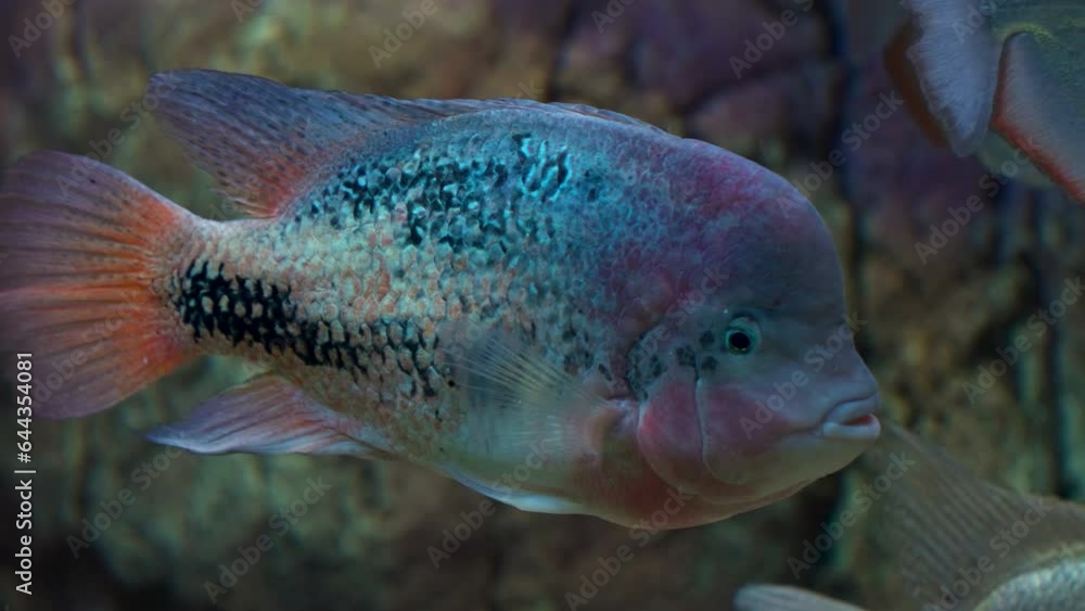Cichlazoma Rainbow or Vieja Synspilum (Cichlasoma Sensillum) Fish Swims in Daejeon Aquarium - Close-up Cichlazoma Rainbow or Vieja Synspilum (Cichlasoma Sensillum) Fish Swims in Daejeon Aquarium - Close-up