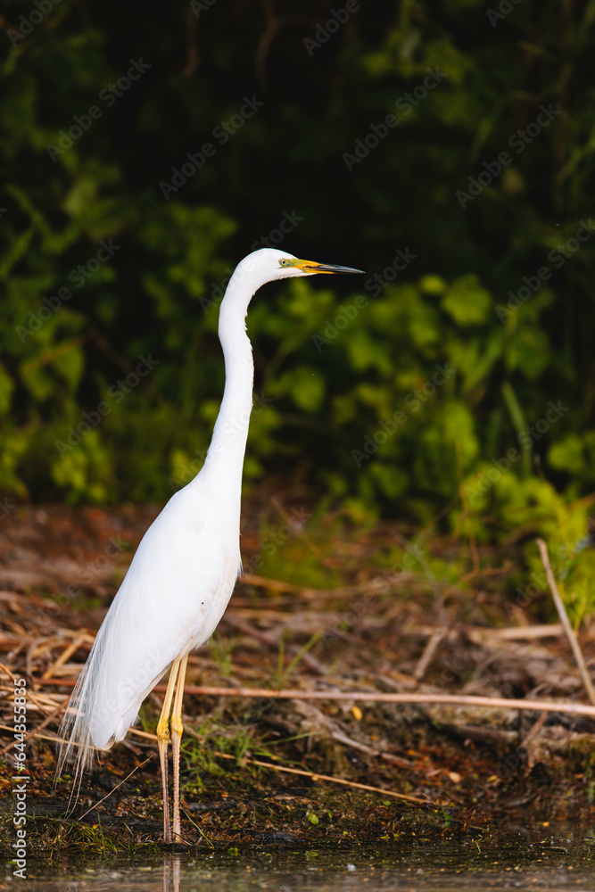 Obraz premium Photo of a majestic white bird standing in the calm waters of the Danube Delta Danube Delta birds wild life