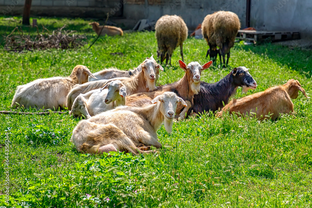 goats on a farm on the green grass. Goats in garden