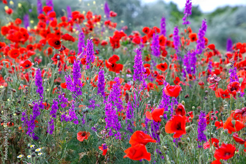 Purple flowers and poppies bloom in the wild field. Beautiful rural flowers with selective focus.