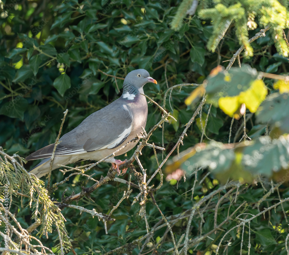 Fototapeta premium pigeon ramier sur sa branche