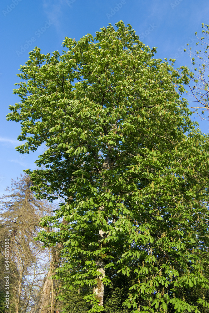 Fototapeta premium Aesculus hippocastaneus , Marronnier