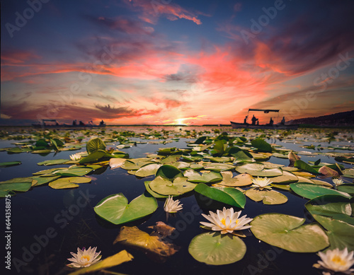 lotus lake