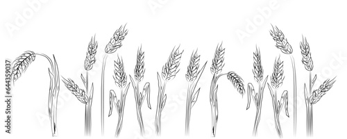 Wheat Ear vector icon. Wheat Ear logo. Grain icon. Agriculture symbol