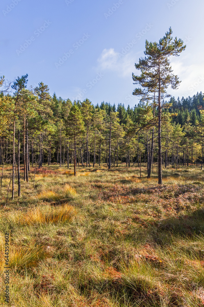 Bog with a pine trees in the wilderness