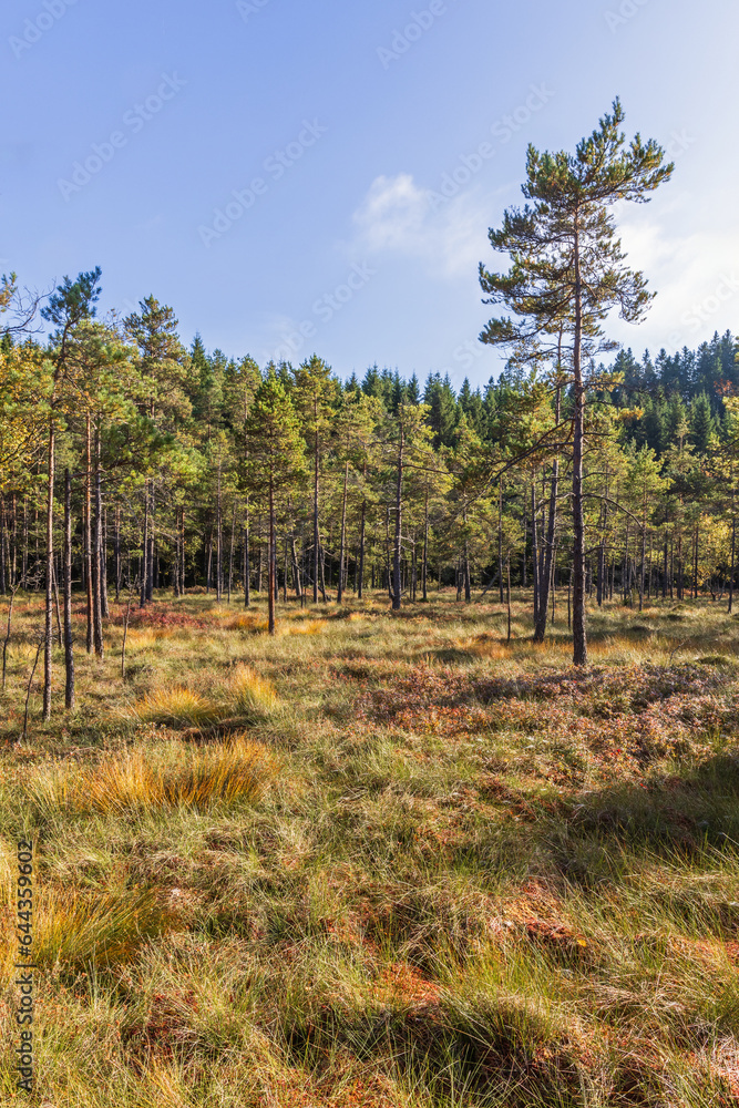 Bog with a pine trees in the wilderness Bog with a pine trees in the wilderness