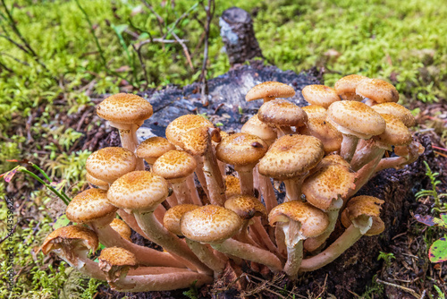 Honey fungus on a stump in a woodland