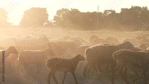 large herd livestock runs across field. goat sheep run at sunset kicking up dust. agriculture big farm. work with domestic slope. pets growing meat fluff wool milk. sunset field walking goats sheep. photo