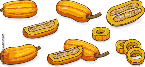 Set with whole, half, quarter of Delicata squash or Bohemian squash. Winter squash. Cucurbita pepo. Fruits and vegetables. Clipart. Isolated vector illustration.