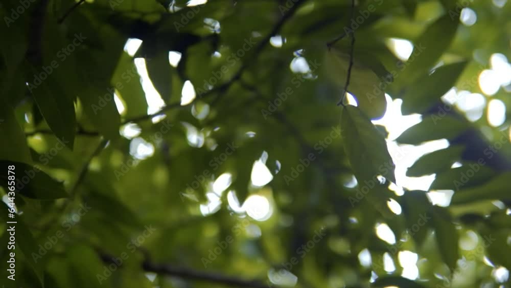 Panning Shot of Leaves - Slow Panning Depth of Field Shot Panning Shot of Leaves - Slow Panning Depth of Field Shot