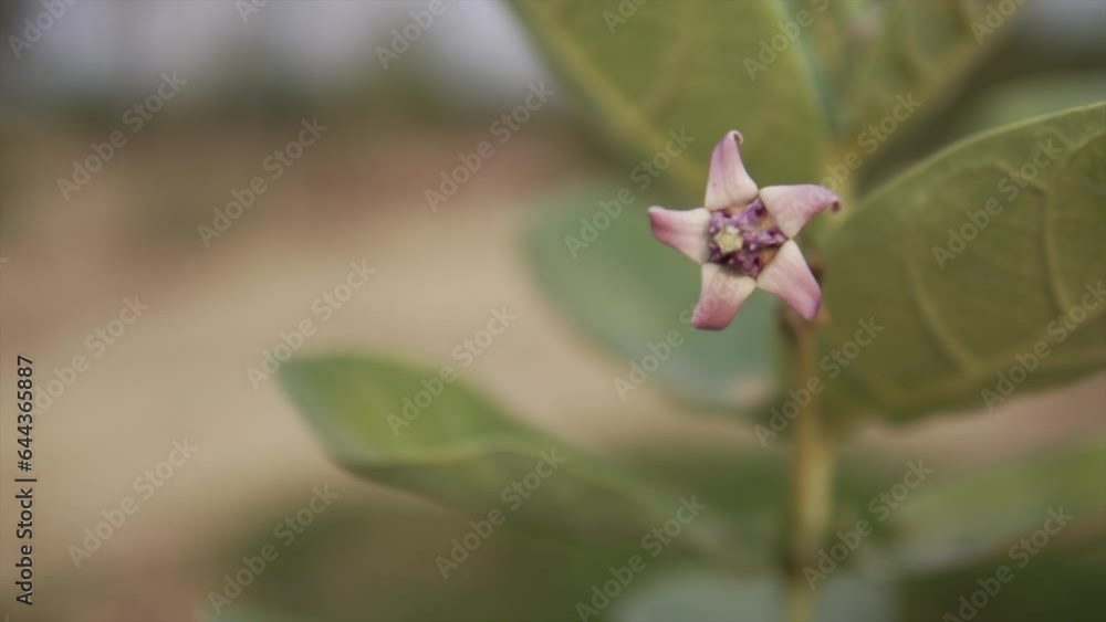 Closeup of a Flower - Slow motion shot of Flower moving in the wind Closeup of a Flower - Slow motion shot of Flower moving in the wind