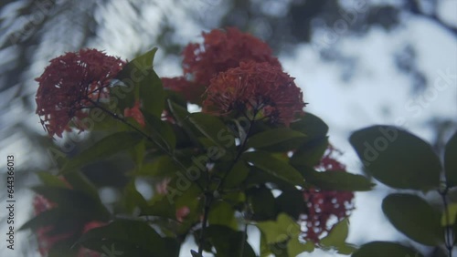 Closeup of Flowers on a tree photo