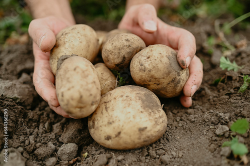 Hands of man picking up potatoes from soil