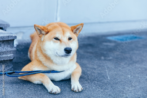 飼い主を待つ柴犬 Shiba Inu waiting for owner