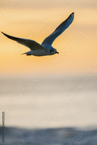 seagull in flight