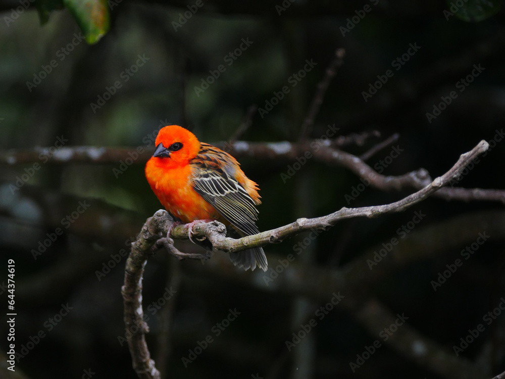 Bird with orange plumage color perching on tree in natural environment 