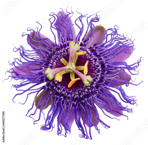 Beautiful purple and pink passiflora - Passion Flowers on isolated background