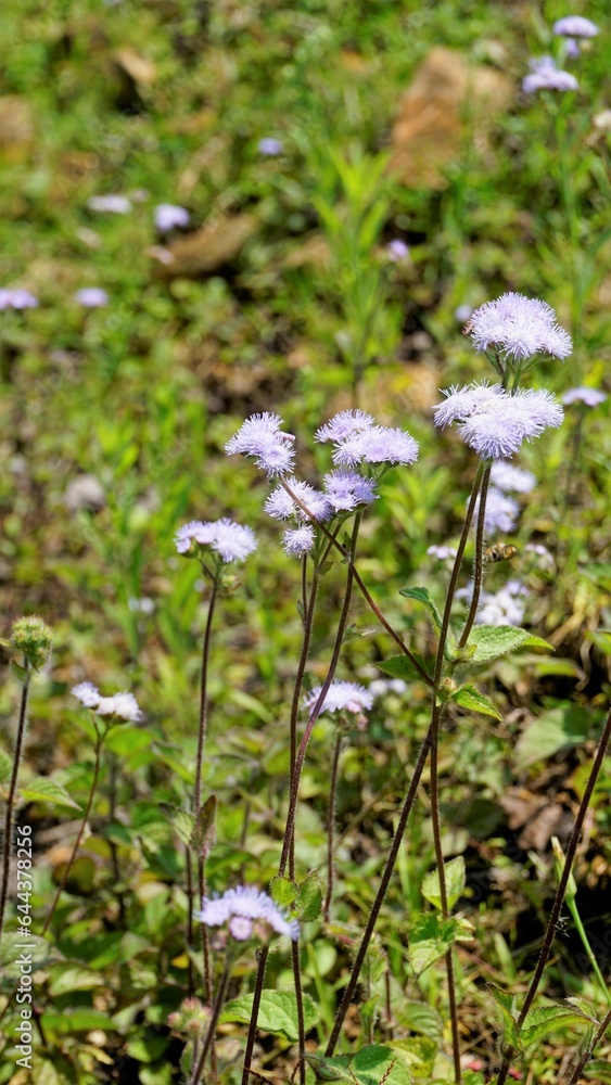 Portrait Flowers of Ageratum conyzoides also known as Tropical whiteweed, Billygoat plant, Goatweed, Bluebonnet, Bluetop, White Cap, Chick weed Portrait Flowers of Ageratum conyzoides also known as Tropical whiteweed, Billygoat plant, Goatweed, Bluebonnet, Bluetop, White Cap, Chick weed