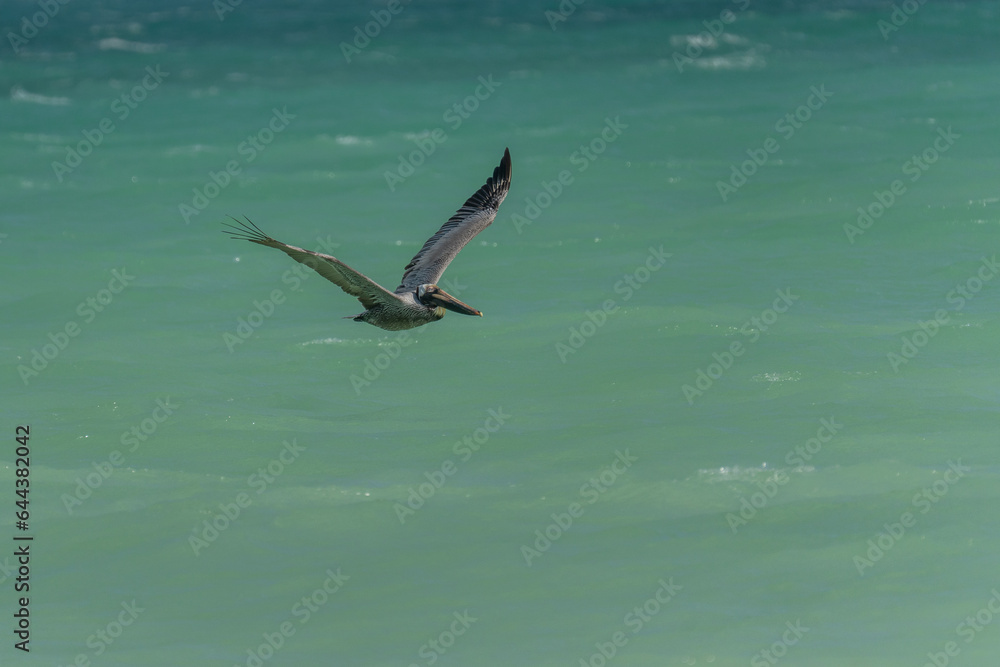 The brown pelican (Pelecanus occidentalis) is a large bird of the pelican family The brown pelican (Pelecanus occidentalis) is a large bird of the pelican family