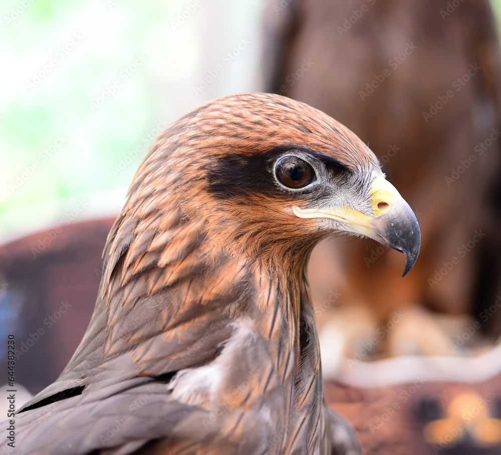 Obraz premium Black Kite ( Milvus migrans) closeup,
