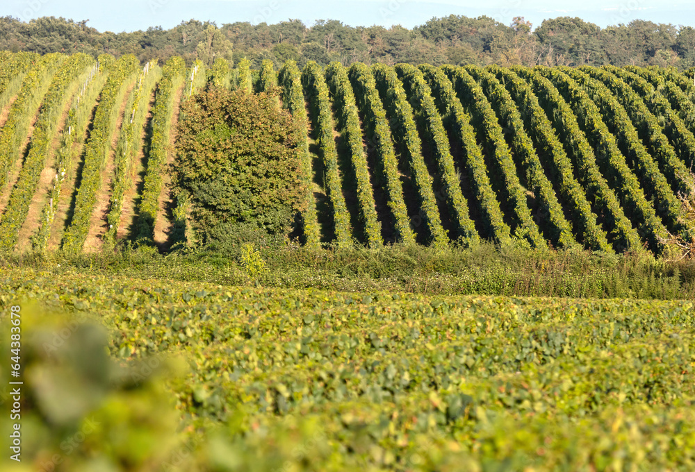 French vineyard during summertime, selective focus