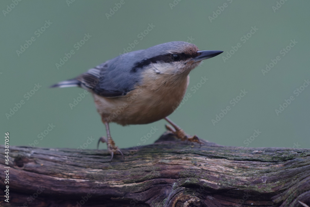 Fototapeta premium Eurasian Nuthatch (Sitta europaea)
