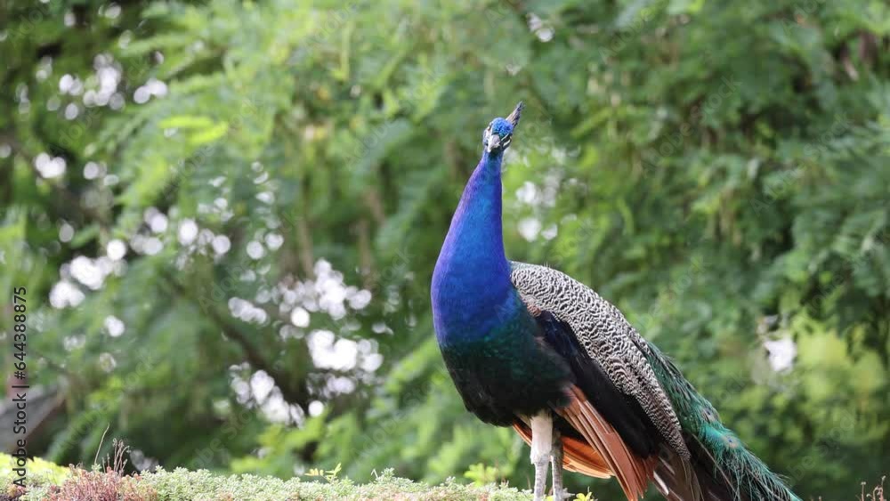 Majestic Peacock with blue body and colorful feathers resting in nature in front of green trees, static close up Majestic Peacock with blue body and colorful feathers resting in nature in front of green trees, static close up