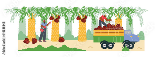 Men with special equipment harvesting palm oil fruits in truck flat style