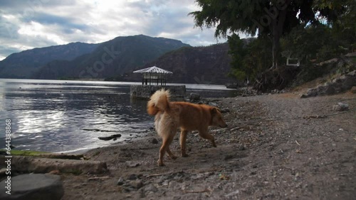 Finnish Spitz dog running on beach an sniffing around, slow motion
