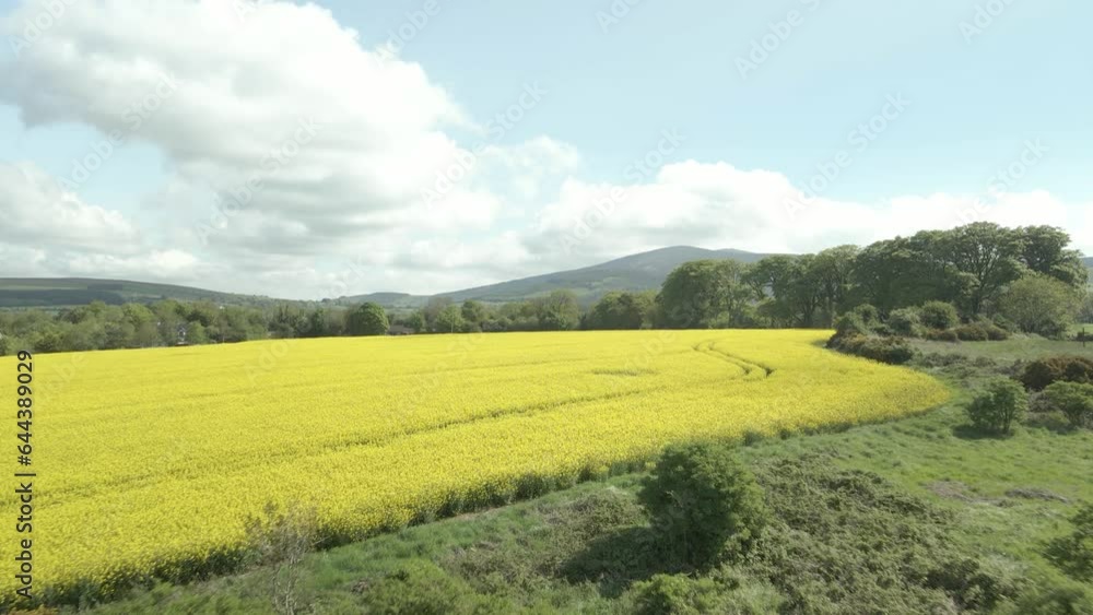 Rapeseed harvest fields at Rural Wexford Ireland aerial Rapeseed harvest fields at Rural Wexford Ireland aerial