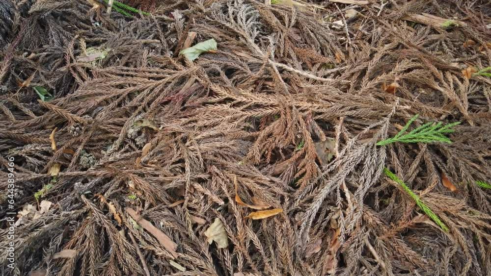 Dry Pine leaves fallen to ground, autumn textures of brown deciduous leaves scattered randomly Dry Pine leaves fallen to ground, autumn textures of brown deciduous leaves scattered randomly
